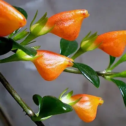 #1. Гипоцирта