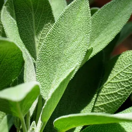 #5. Листья шалфея